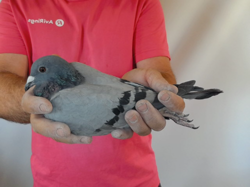 Pigeon image