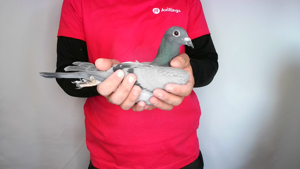 Pigeon image