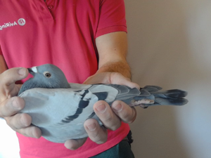 Pigeon image