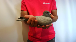 Pigeon image