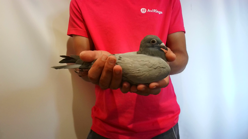 Pigeon image