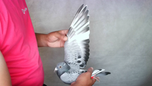 Pigeon image