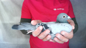 Pigeon image