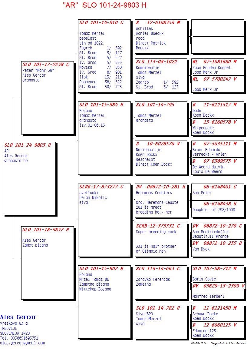 Pigeon pedigree image