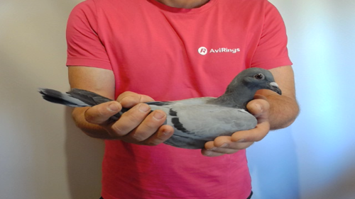 Pigeon image