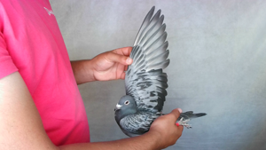 Pigeon image