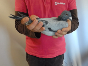 Pigeon image