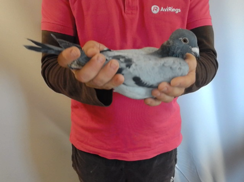 Pigeon image