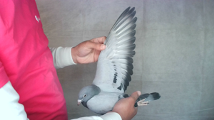 Pigeon image
