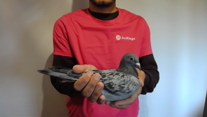 Pigeon image