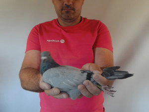 Pigeon image