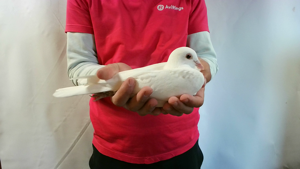 Pigeon image