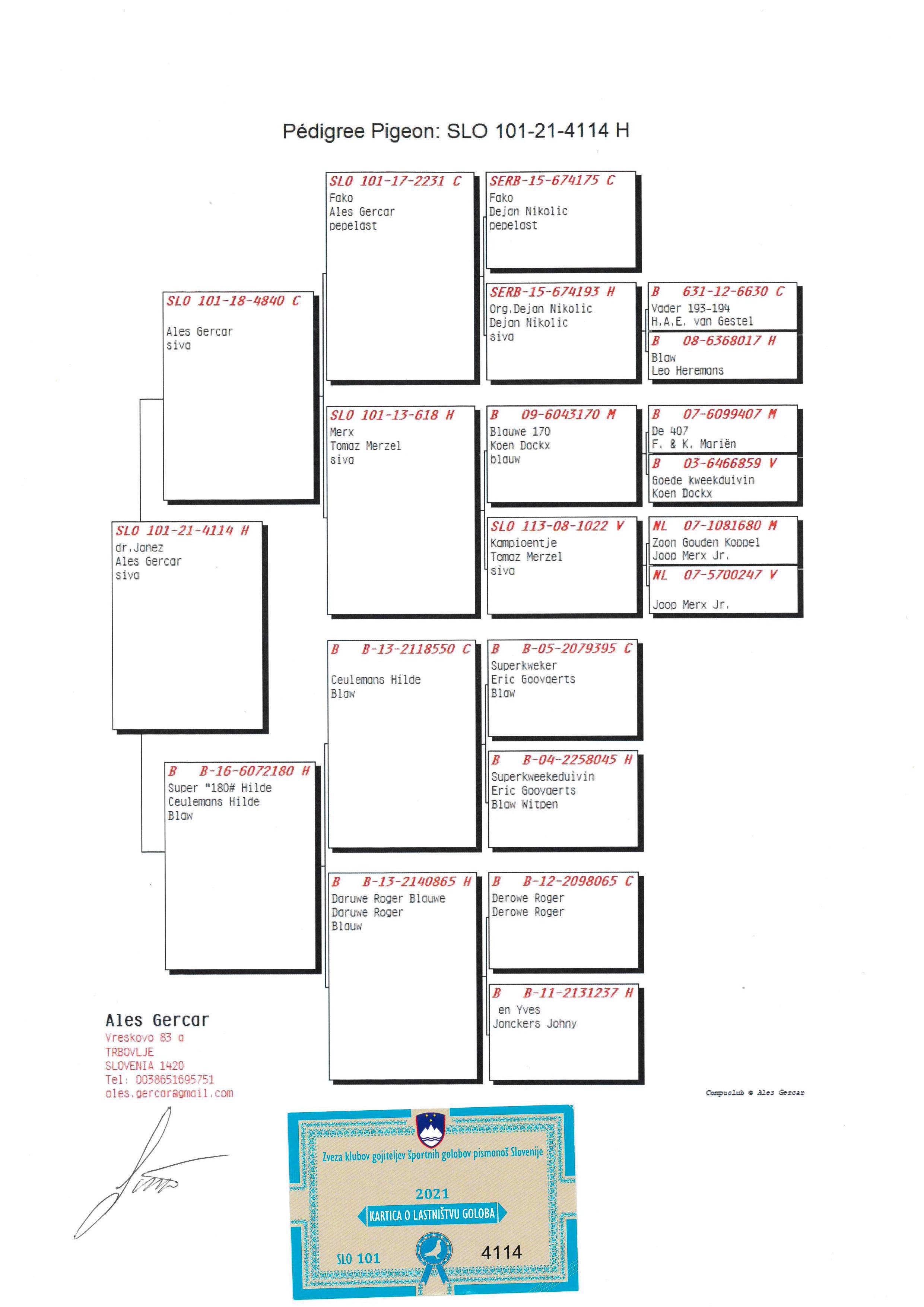 Pigeon pedigree image
