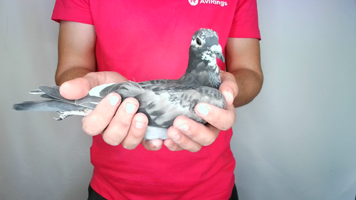 Pigeon image