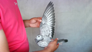 Pigeon image