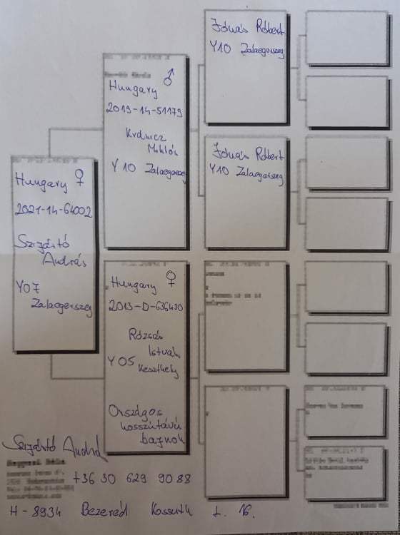 Pigeon pedigree image