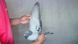 Pigeon image