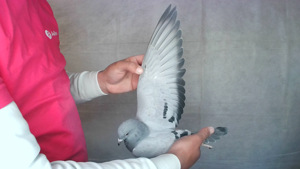 Pigeon image