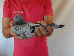 Pigeon image