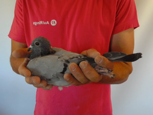 Pigeon image