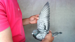 Pigeon image