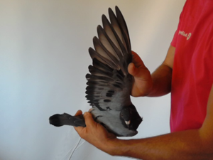 Pigeon image