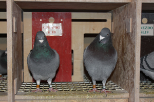 Pigeon image