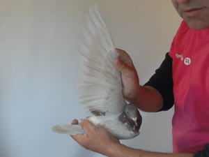 Pigeon image