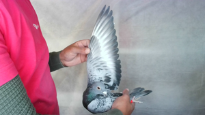 Pigeon image