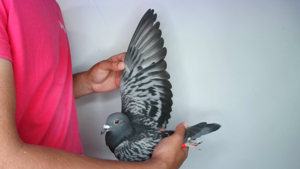 Pigeon image