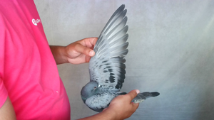 Pigeon image