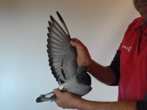 Pigeon image