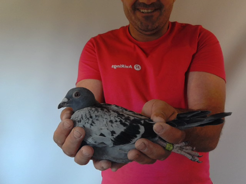 Pigeon image