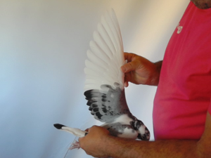 Pigeon image