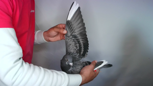 Pigeon image