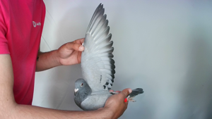 Pigeon image