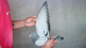 Pigeon image