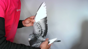 Pigeon image