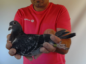 Pigeon image