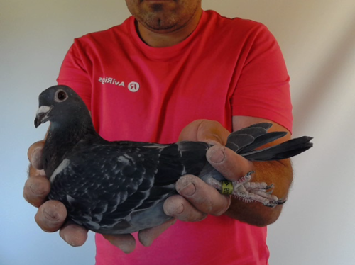 Pigeon image
