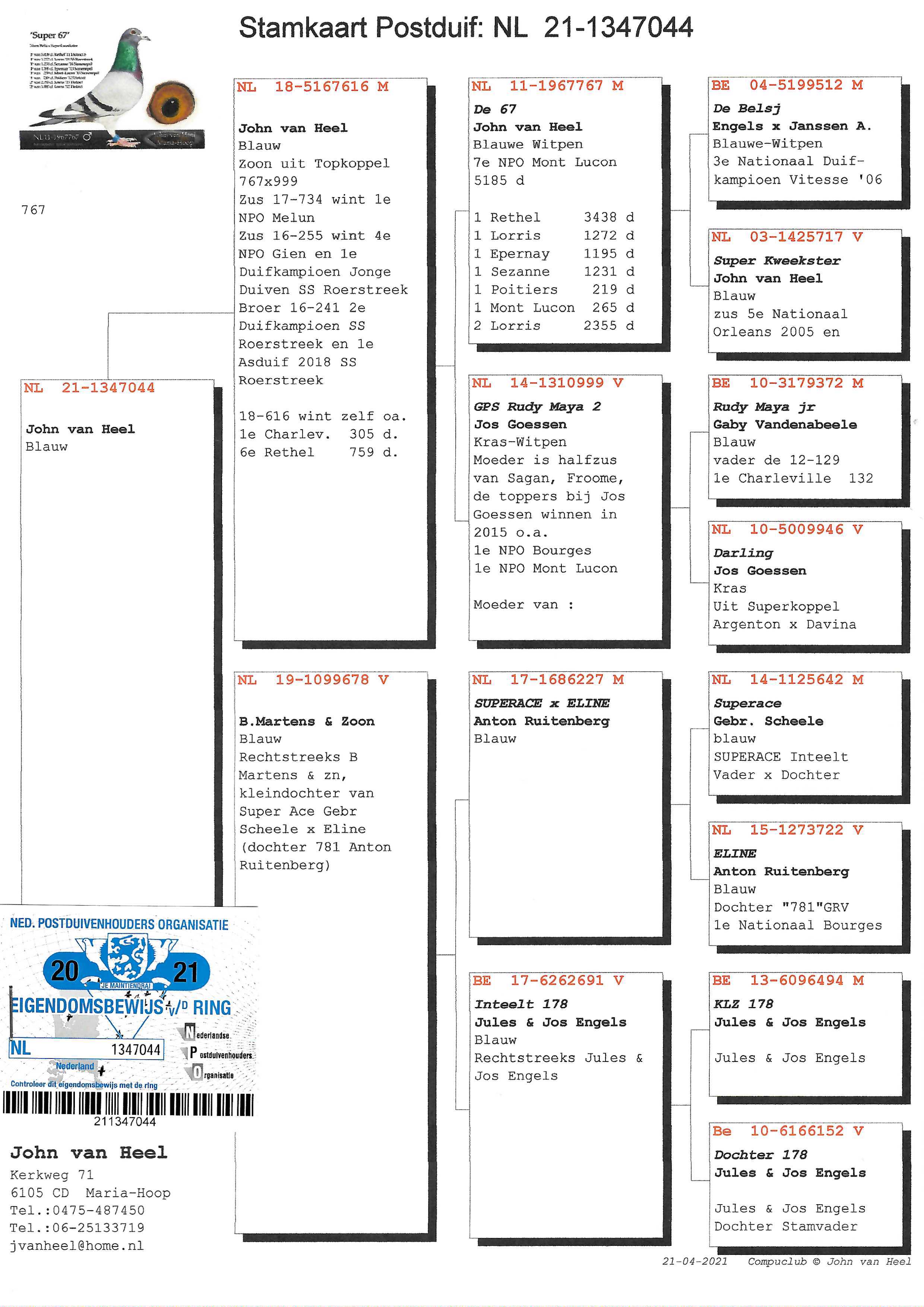 Pigeon pedigree image
