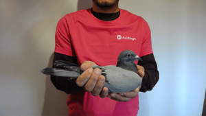 Pigeon image