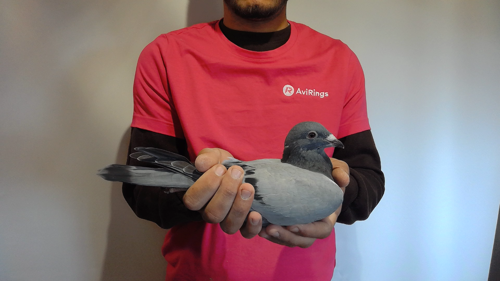 Pigeon image