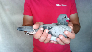 Pigeon image