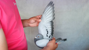 Pigeon image