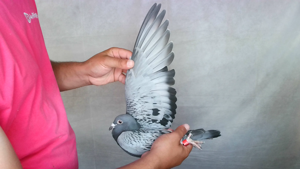 Pigeon image
