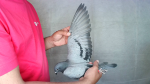Pigeon image