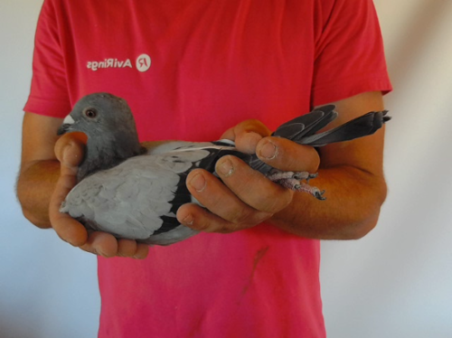 Pigeon image