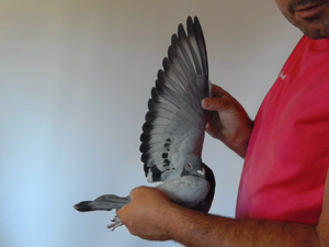 Pigeon image