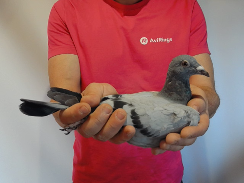 Pigeon image